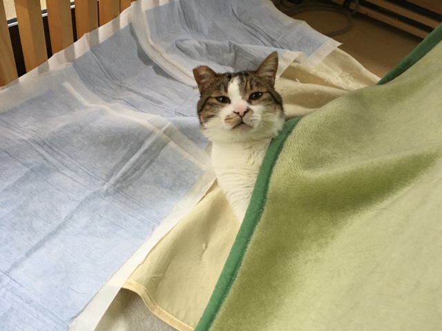 f:id:akiyochan15:20170411120048j:image:w518