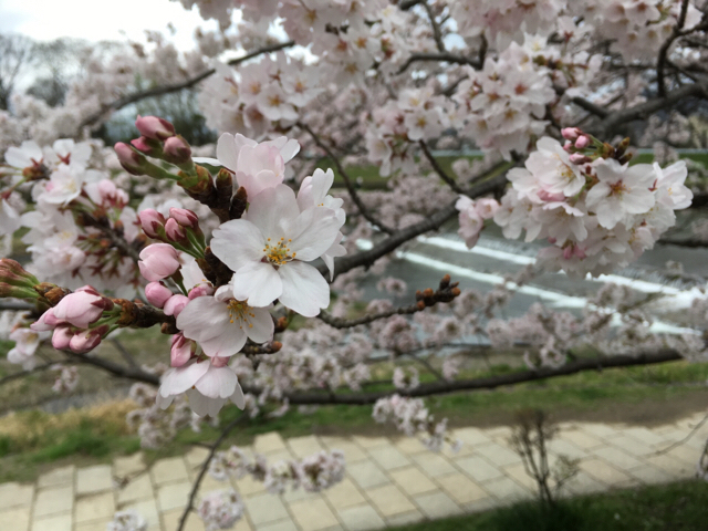 f:id:akiyochan15:20170411120049j:image:w518