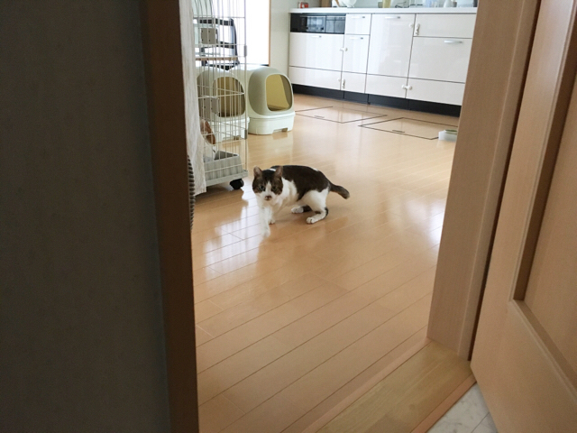 f:id:akiyochan15:20170509130940j:image:w518