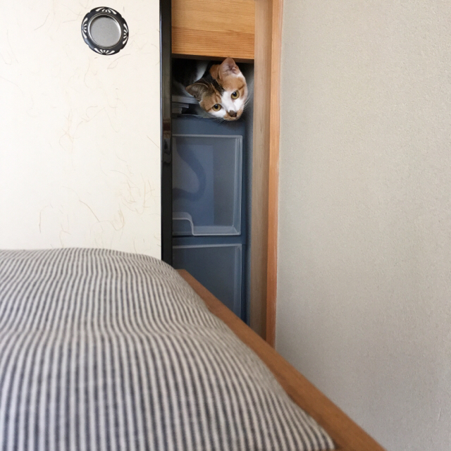 f:id:akiyochan15:20170522122609j:image:w450 f:id:akiyochan15:20170522122609j:image:w450