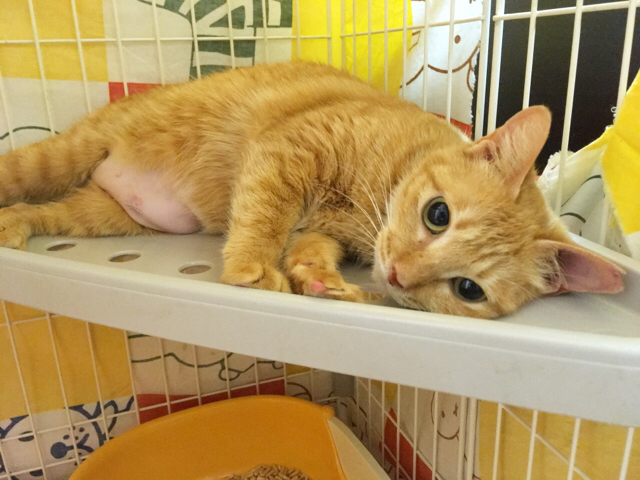 f:id:akiyochan15:20170526161519j:image:w518 f:id:akiyochan15:20170526161519j:image:w518