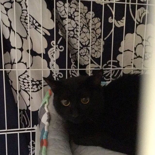 f:id:akiyochan15:20170605232152j:image:w450