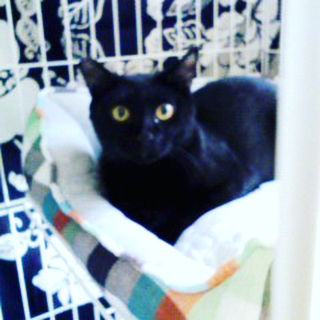 f:id:akiyochan15:20170615100150j:image:w450