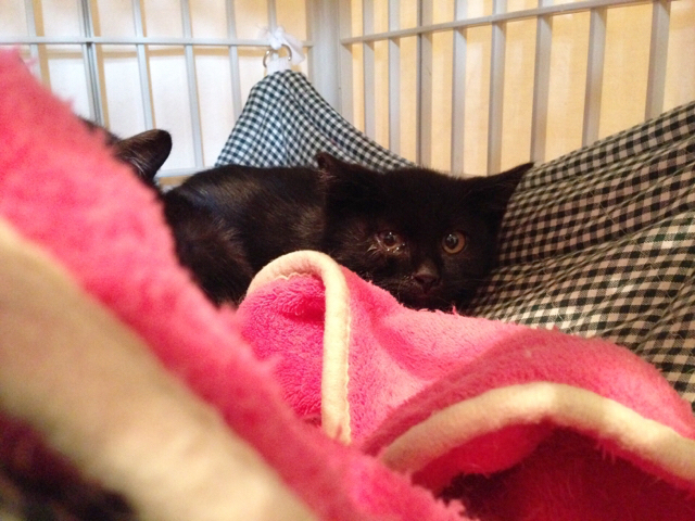 f:id:akiyochan15:20170618180853j:image:w400