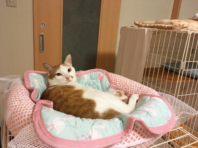 f:id:akiyochan15:20170712150202j:image:w518