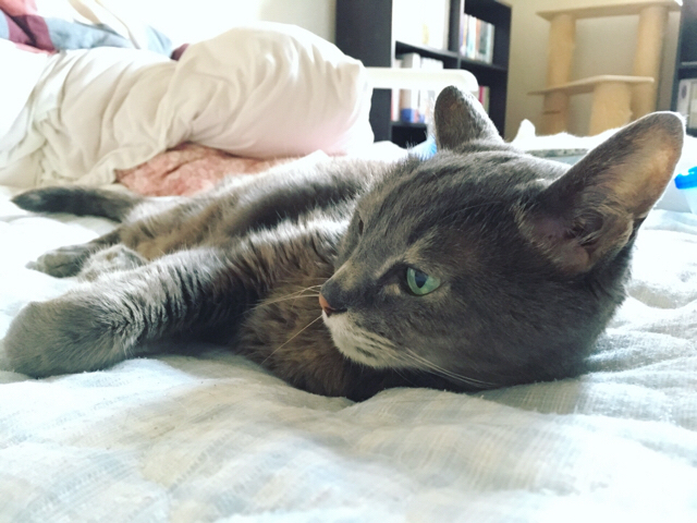 f:id:akiyochan15:20170802205708j:image:w518 f:id:akiyochan15:20170802205708j:image:w518