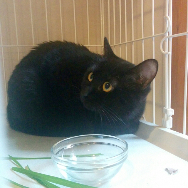 f:id:akiyochan15:20170802205711j:image:w500 f:id:akiyochan15:20170802205711j:image:w500