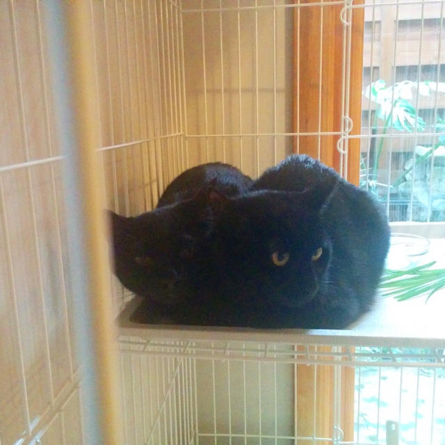 f:id:akiyochan15:20170802205715j:image:w500 f:id:akiyochan15:20170802205715j:image:w500