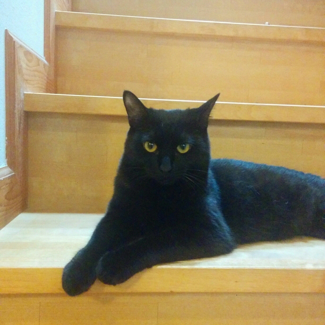 f:id:akiyochan15:20170802205722j:image:w500 f:id:akiyochan15:20170802205722j:image:w500