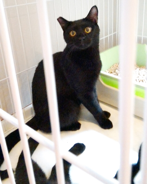 f:id:akiyochan15:20170814181037j:image:w400