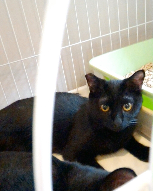 f:id:akiyochan15:20170814181040j:image:w400