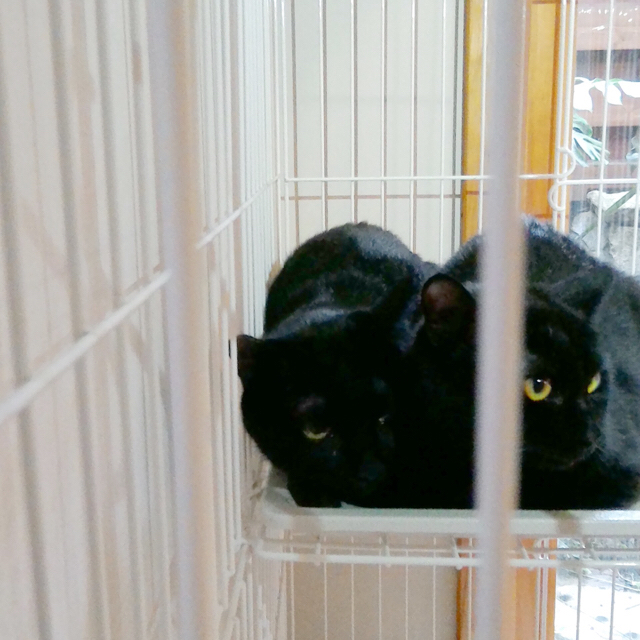 f:id:akiyochan15:20170814181047j:image:w500