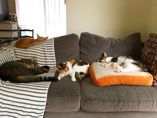 f:id:akiyochan15:20170820173513j:image:w518