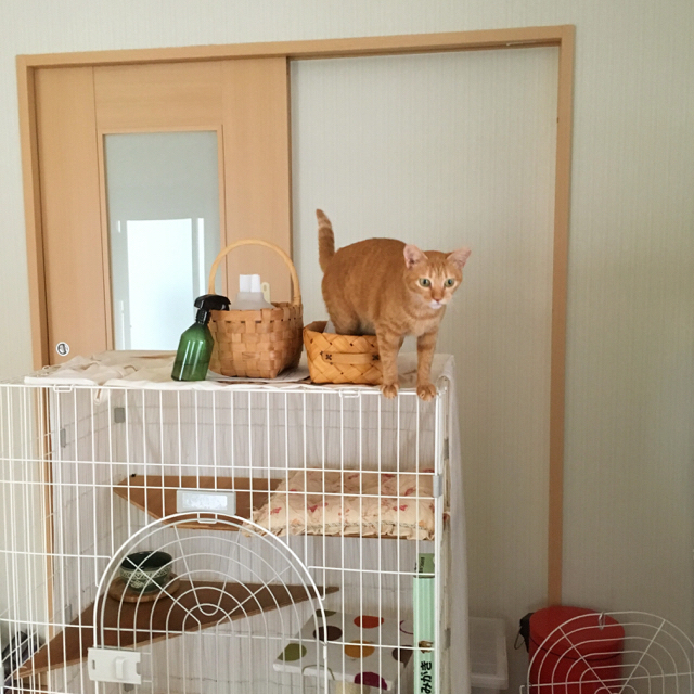 f:id:akiyochan15:20170820173516j:image:w400