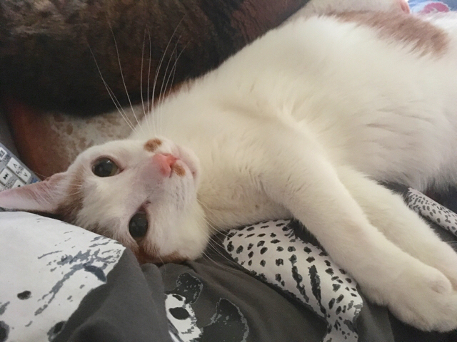 f:id:akiyochan15:20170820173520j:image:w518