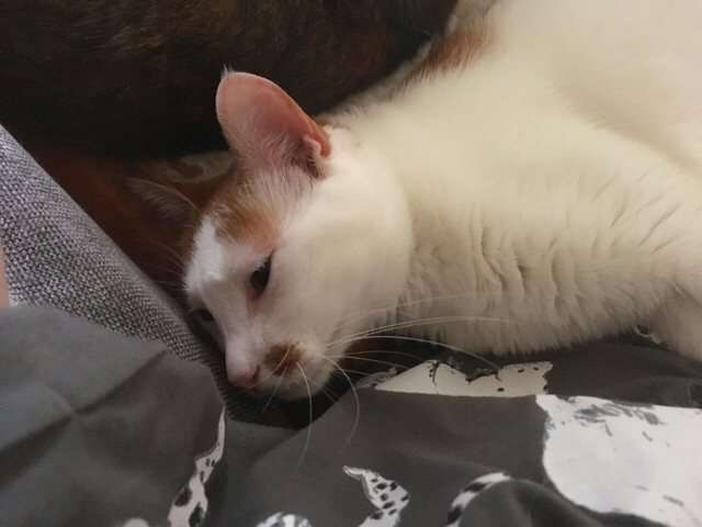 f:id:akiyochan15:20170820173627j:image:w518