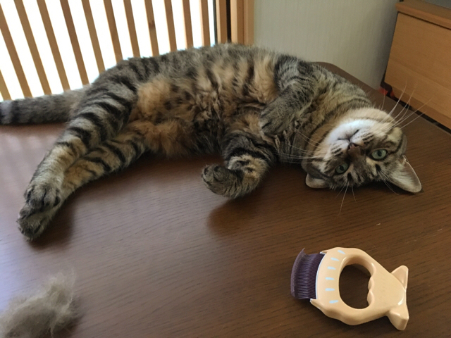 f:id:akiyochan15:20170820181320j:image:w518