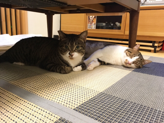 f:id:akiyochan15:20170820181323j:image:w518