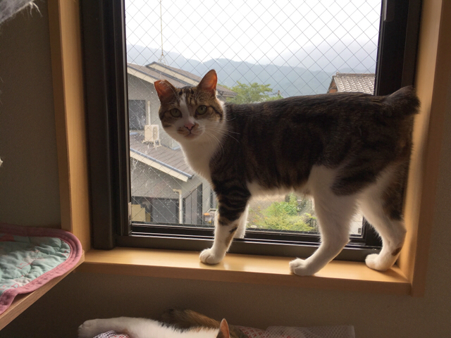 f:id:akiyochan15:20170822003010j:image:w518