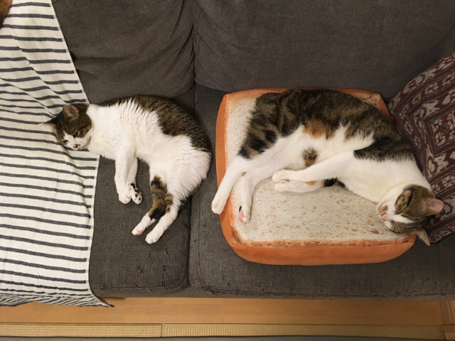 f:id:akiyochan15:20170822003018j:image:w518