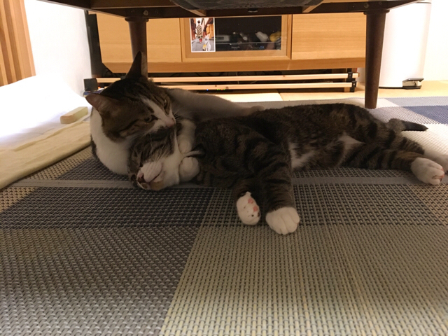 f:id:akiyochan15:20170822003021j:image:w518