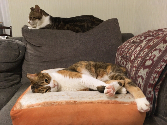 f:id:akiyochan15:20170822003430j:image:w518