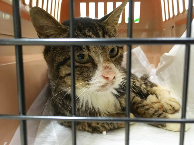 f:id:akiyochan15:20170917174459j:image:w518 f:id:akiyochan15:20170917174459j:image:w518