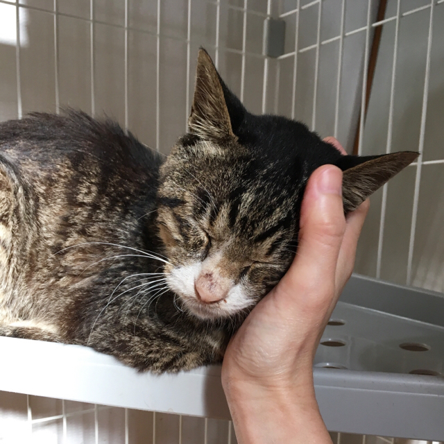 f:id:akiyochan15:20170917174505j:image:w450 f:id:akiyochan15:20170917174505j:image:w450