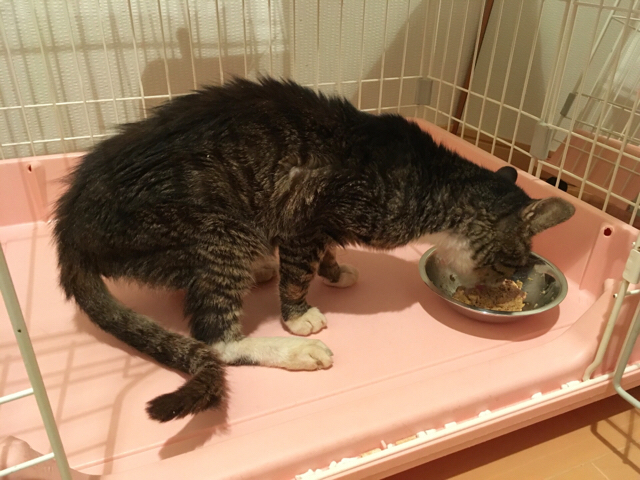 f:id:akiyochan15:20170917174510j:image:w518 f:id:akiyochan15:20170917174510j:image:w518