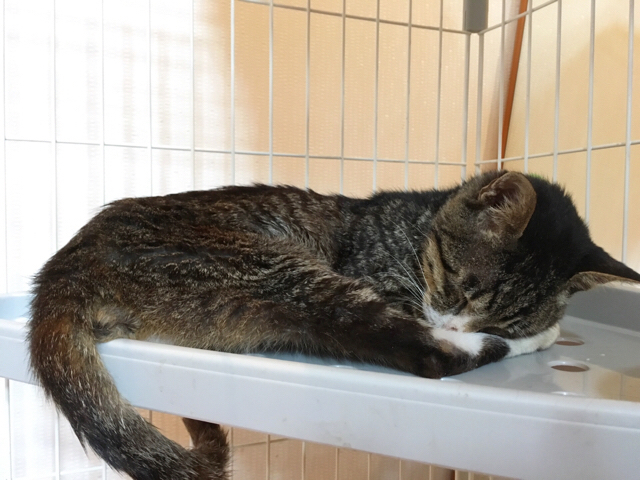 f:id:akiyochan15:20170917174518j:image:w518 f:id:akiyochan15:20170917174518j:image:w518