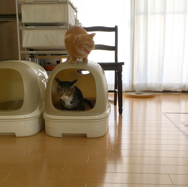 f:id:akiyochan15:20171001144026j:image:w450