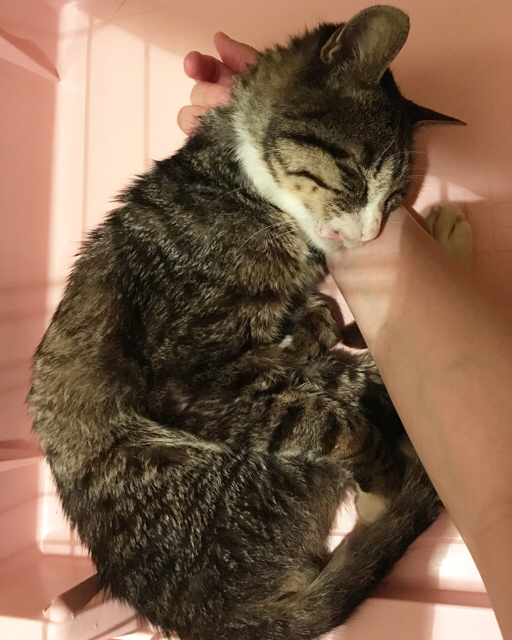 f:id:akiyochan15:20171001144030j:image:w389