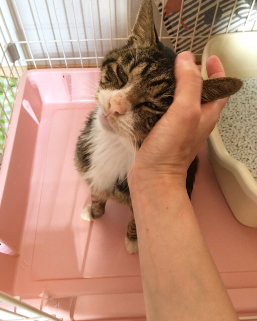 f:id:akiyochan15:20171001144033j:image:w389