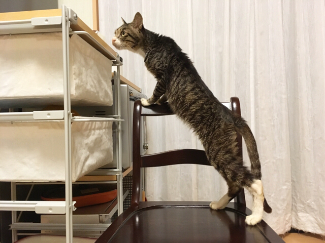 f:id:akiyochan15:20171001144041j:image:w518