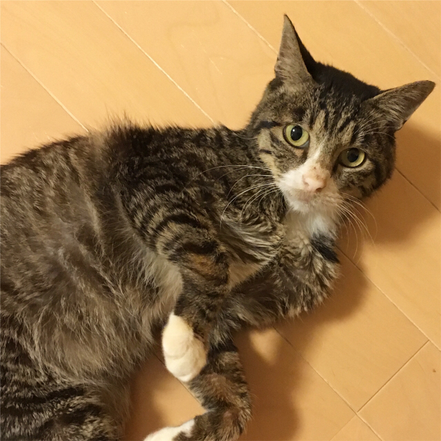 f:id:akiyochan15:20171001144143j:image:w450