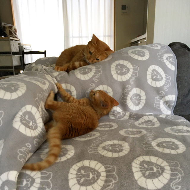 f:id:akiyochan15:20171206130228j:image:w400