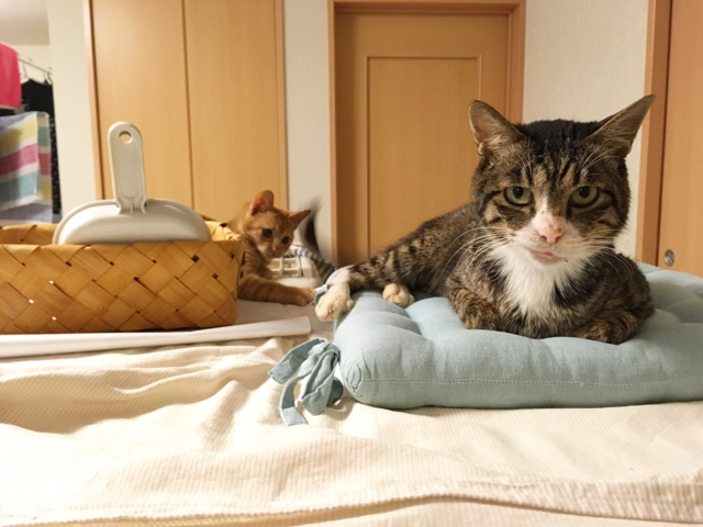 f:id:akiyochan15:20171206130240j:image:w518