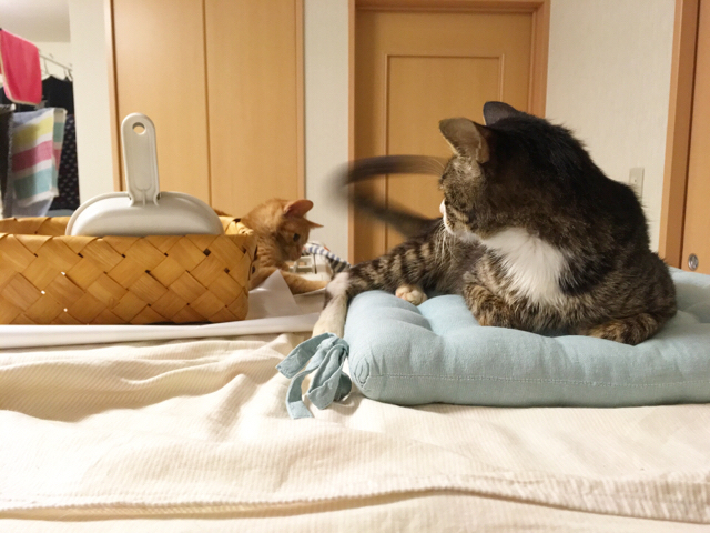 f:id:akiyochan15:20171206130245j:image:w518