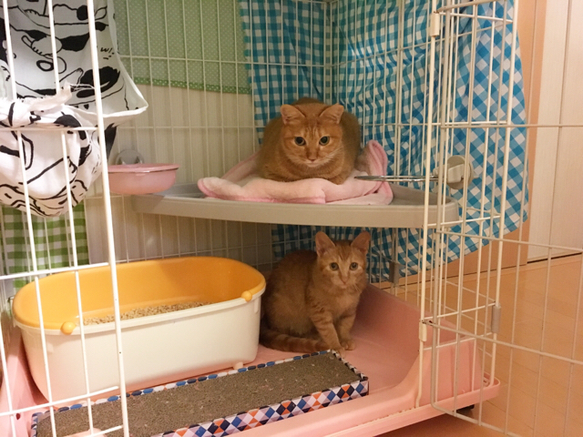 f:id:akiyochan15:20171206130250j:image:w518