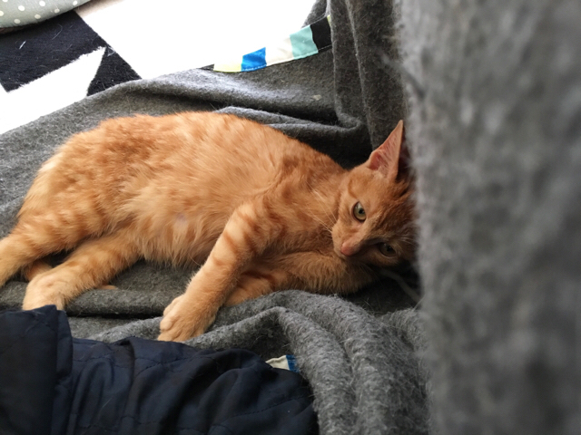 f:id:akiyochan15:20171206131147j:image:w518