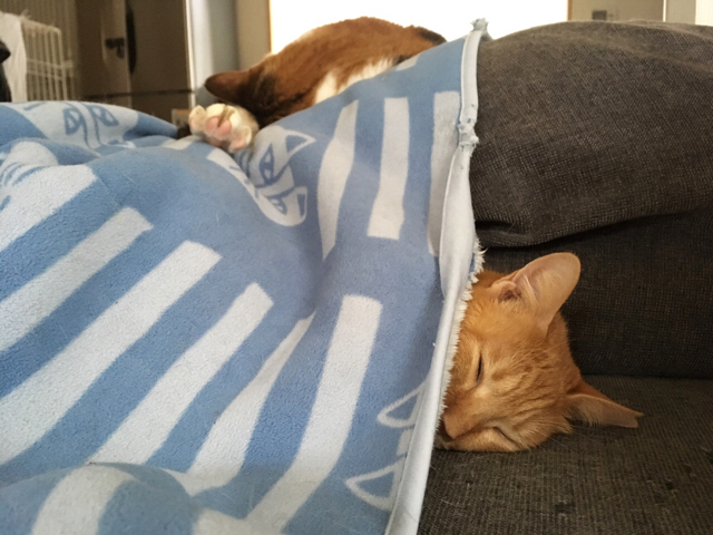 f:id:akiyochan15:20171231223001j:image:w518