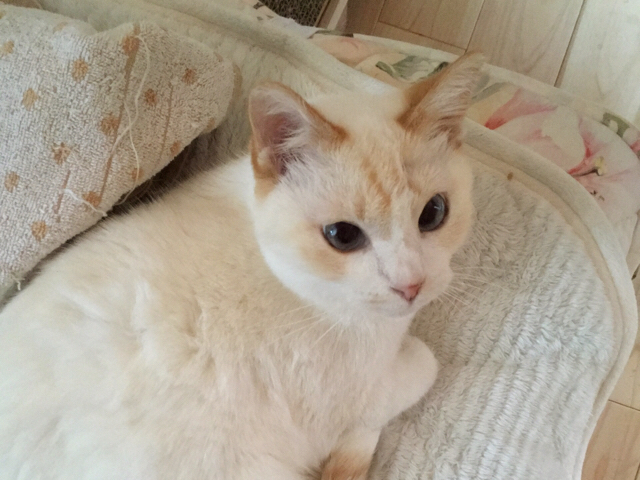 f:id:akiyochan15:20171231223004j:image:w518