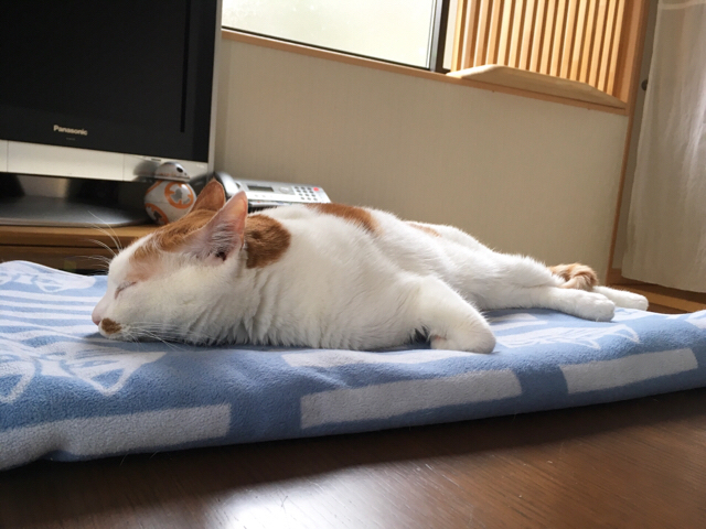 f:id:akiyochan15:20171231223007j:image:w518