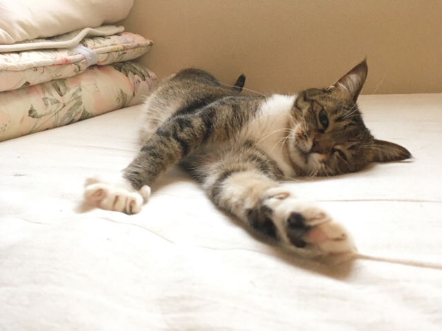 f:id:akiyochan15:20171231223010j:image:w518