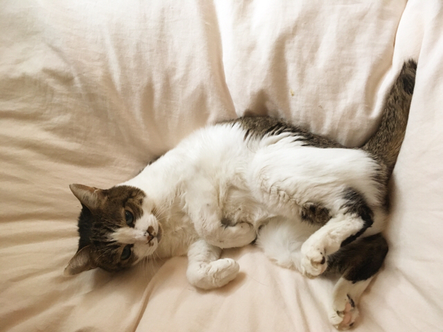 f:id:akiyochan15:20171231223104j:image:w518