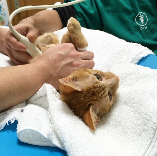 f:id:akiyochan15:20180107150927j:image:w400