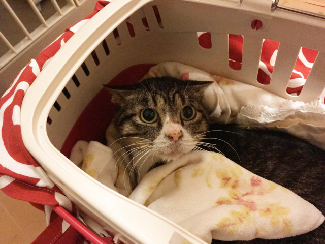 f:id:akiyochan15:20180107150931j:image:w518