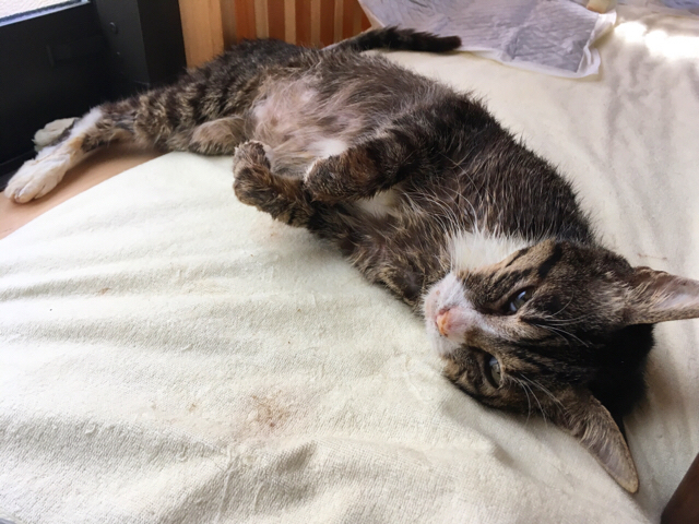 f:id:akiyochan15:20180107150934j:image:w518