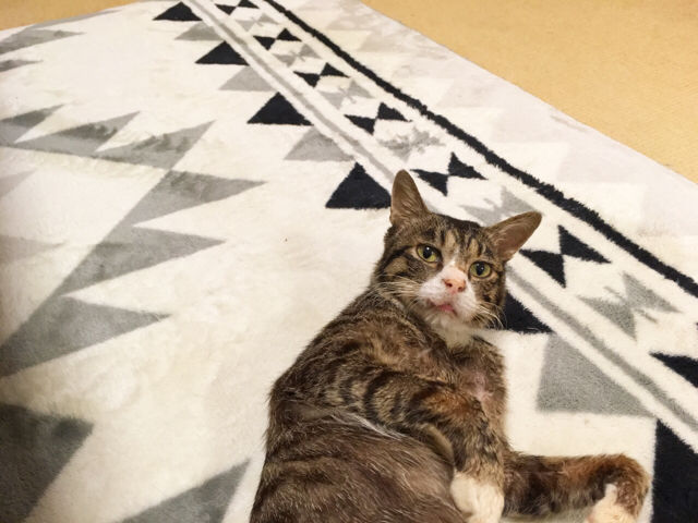 f:id:akiyochan15:20180301204102j:image:w518 f:id:akiyochan15:20180301204102j:image:w518