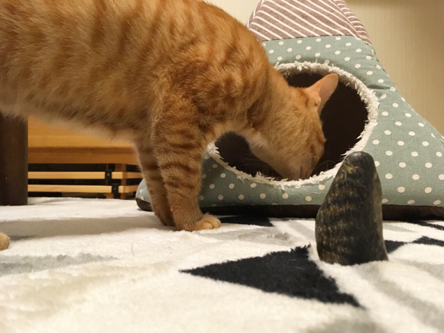 f:id:akiyochan15:20180302204007j:image:w518 f:id:akiyochan15:20180302204007j:image:w518